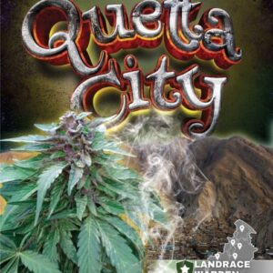 Quetta City Regular Seeds - Landrace Warden