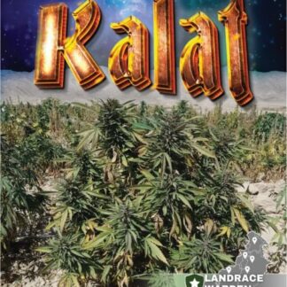 The Khan of Kalat Regular Seeds - Landrace Warden