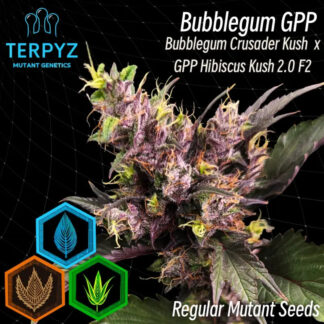 Bubblegum GPP Regular Seeds -TerpyZ Mutant Genetics