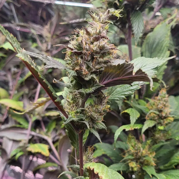 Bubblegum GPP Regular Seeds -TerpyZ Mutant Genetics - Image 4