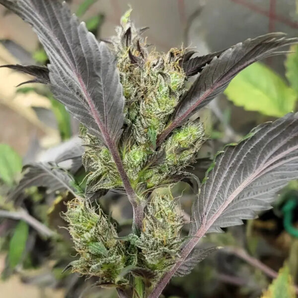 Bubblegum GPP Regular Seeds -TerpyZ Mutant Genetics - Image 5