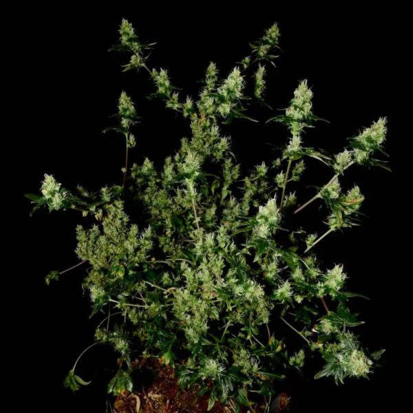 Feral Fuel ABC Regular Seeds -TerpyZ Mutant Genetics - Image 2