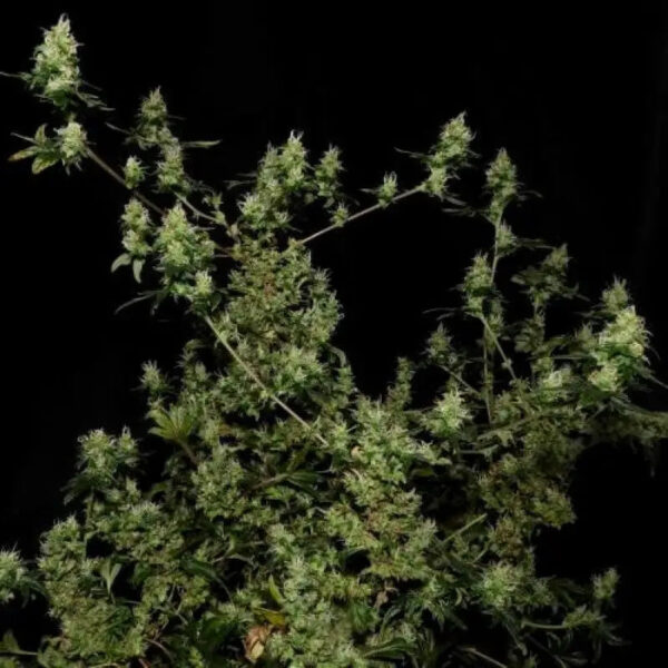 Feral Fuel ABC Regular Seeds -TerpyZ Mutant Genetics - Image 3