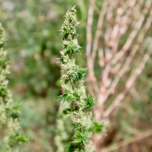 Feral Fuel ABC Regular Seeds -TerpyZ Mutant Genetics - Image 5