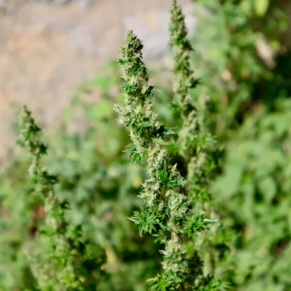 Feral Fuel ABC Regular Seeds -TerpyZ Mutant Genetics - Image 6