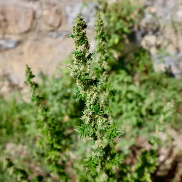 Feral Fuel ABC Regular Seeds -TerpyZ Mutant Genetics - Image 7