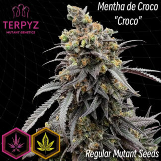 Mentha De Croco 'Croco' Bx Regular Seeds - TerpyZ Mutant Genetics