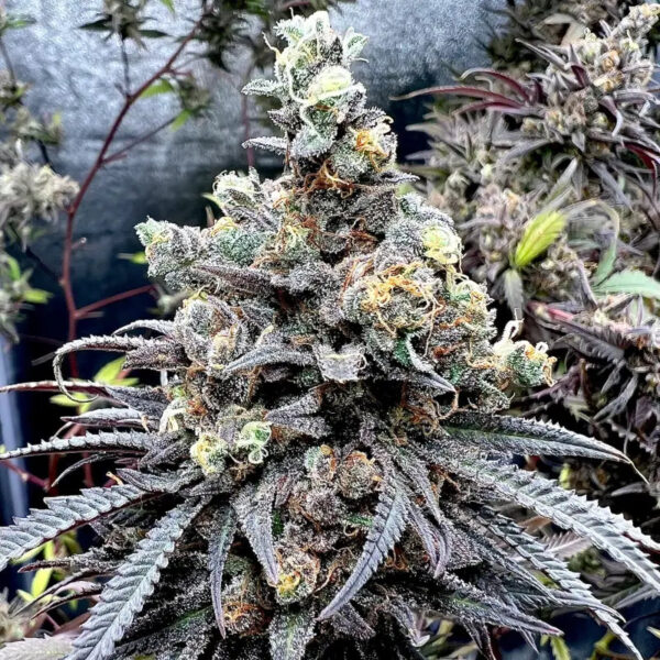 Mentha De Croco 'Croco' Bx Regular Seeds - TerpyZ Mutant Genetics - Image 7