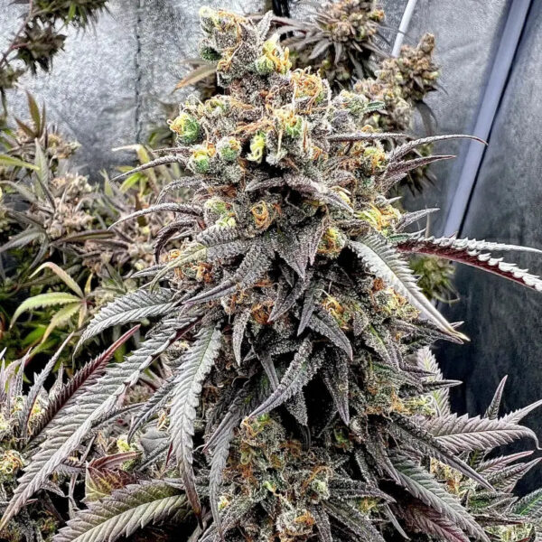 Mentha De Croco 'Croco' Bx Regular Seeds - TerpyZ Mutant Genetics - Image 3