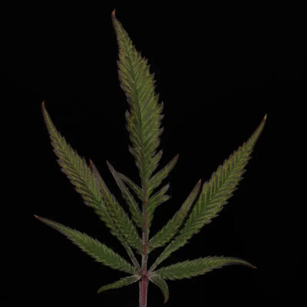 Mentha De Croco 'Croco' Bx Regular Seeds - TerpyZ Mutant Genetics - Image 6