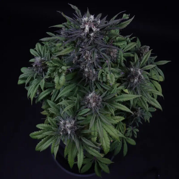 Mentha De Croco 'Croco' Bx Regular Seeds - TerpyZ Mutant Genetics - Image 5