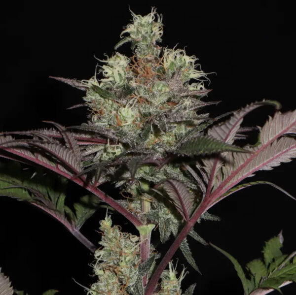 Mentha De Croco 'Croco' Bx Regular Seeds - TerpyZ Mutant Genetics - Image 4