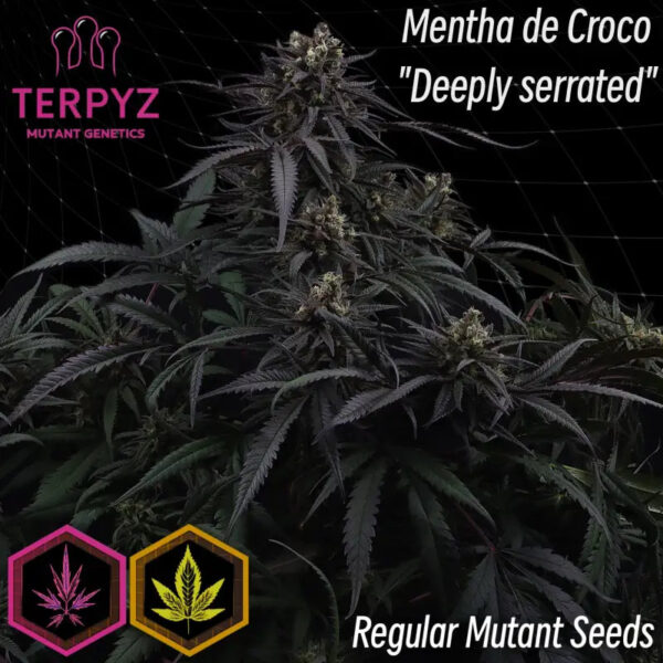 Mentha De Croco 'Croco' Bx Regular Seeds - TerpyZ Mutant Genetics - Image 2