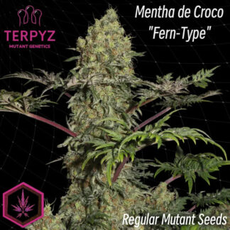 Mentha De Croco 'Fern-Type' Regular Seeds - TerpyZ Mutant Genetics