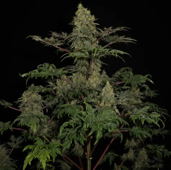 Mentha De Croco 'Fern-Type' Regular Seeds - TerpyZ Mutant Genetics - Image 2