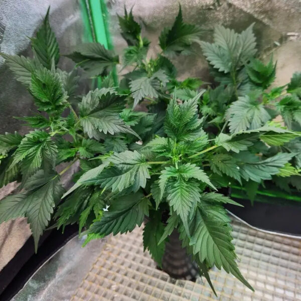 Pink Nova Regular Seeds - TerpyZ Mutant Genetics - Image 3