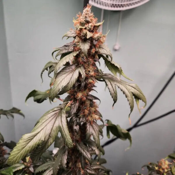 Pink Nova Regular Seeds - TerpyZ Mutant Genetics - Image 2