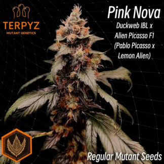 Pink Nova Regular Seeds - TerpyZ Mutant Genetics