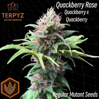 Quackberry Rose Regular Seeds - TerpyZ Mutant Genetics