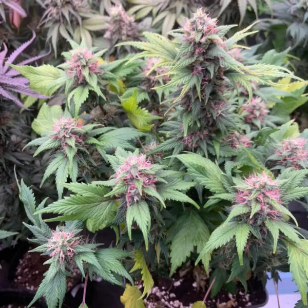 Quackberry Rose Regular Seeds - TerpyZ Mutant Genetics - Image 3