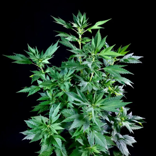 Quackberry Rose Regular Seeds - TerpyZ Mutant Genetics - Image 4