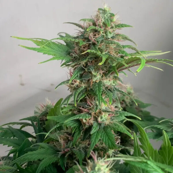 Quackberry Rose Regular Seeds - TerpyZ Mutant Genetics - Image 5