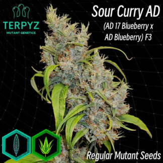 Sour Curry AD Regular Seeds -TerpyZ Mutant Genetics