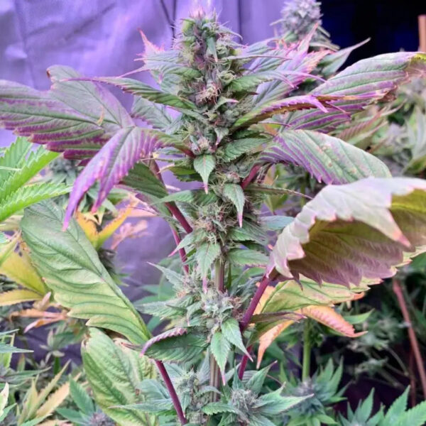Spicy Temptation GPP Regular Seeds - TerpyZ Mutant Genetics - Image 2