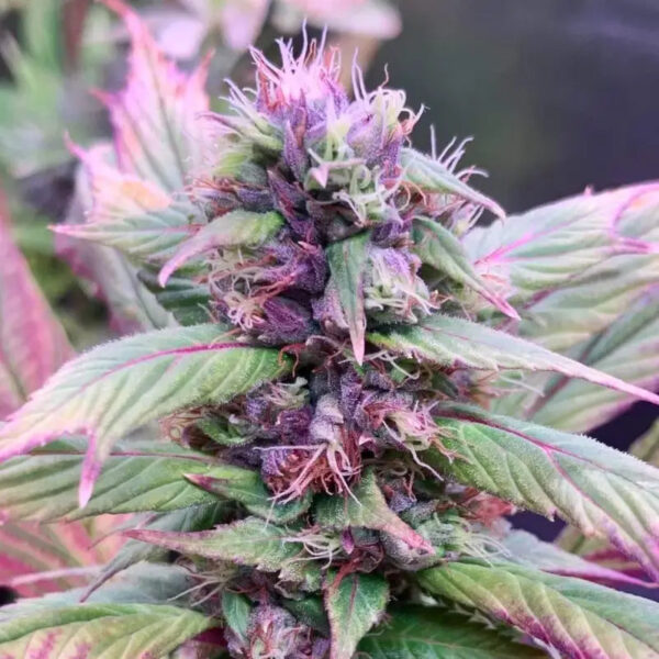 Spicy Temptation GPP Regular Seeds - TerpyZ Mutant Genetics - Image 3