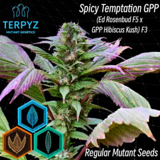 Spicy Temptation GPP Regular Seeds - TerpyZ Mutant Genetics