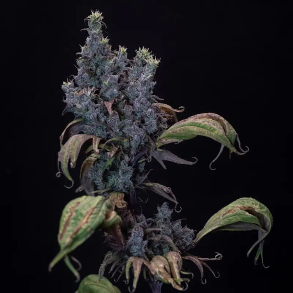 Zen-X Swag Regular Seeds - TerpyZ Mutant Genetics - Image 2