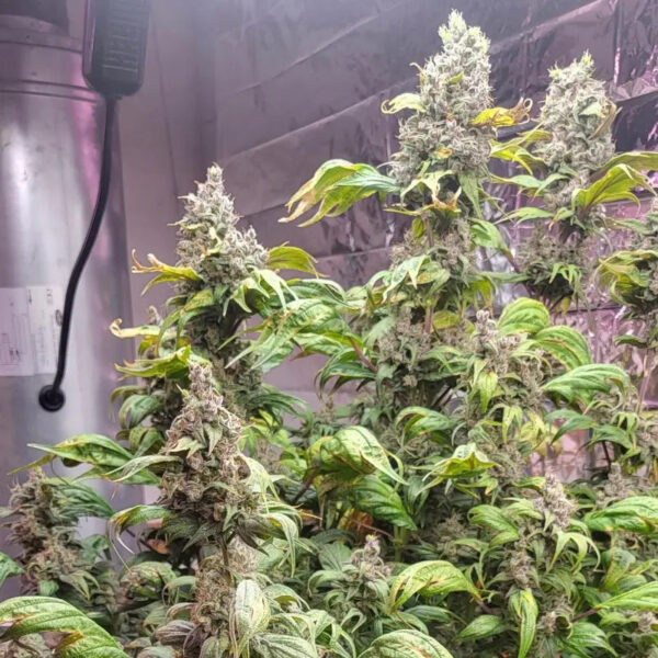 Zfuel Swag Regular Seeds - TerpyZ Mutant Genetics - Image 4