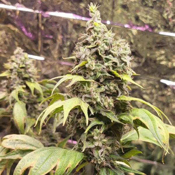 Zfuel Swag Regular Seeds - TerpyZ Mutant Genetics - Image 5