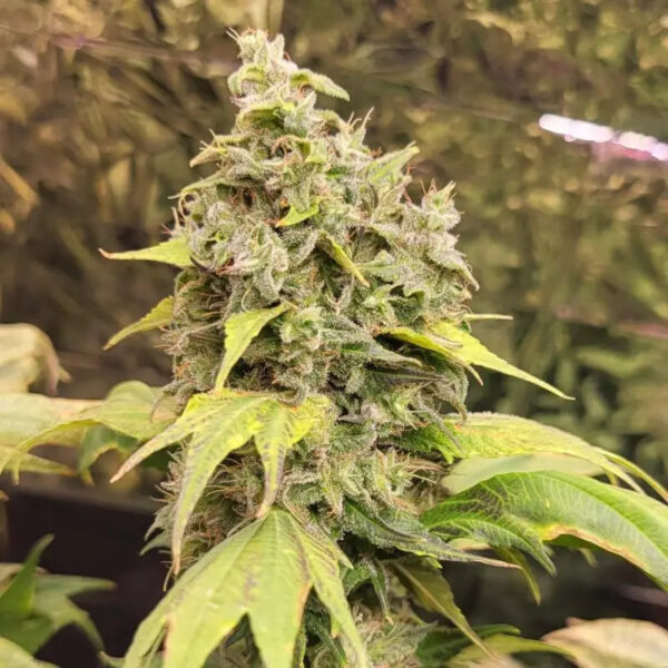 Zfuel Swag Regular Seeds - TerpyZ Mutant Genetics - Image 7