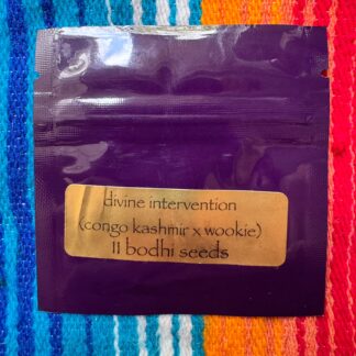 Bodhi Seeds - Divine Intervention