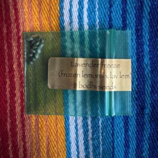 Bodhi Seeds - Lavender Freeze