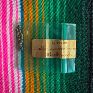 Bodhi Seeds - Sun Rider