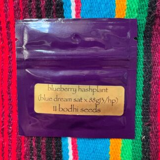 Bodhi Seeds - Blueberry Hashplant