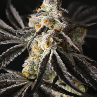 Love In Here Eyes - Funky Fuego