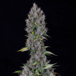 Mephisto Genetics - Pink Panama