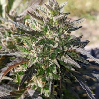 Mephisto Genetics - Crème Bubbly