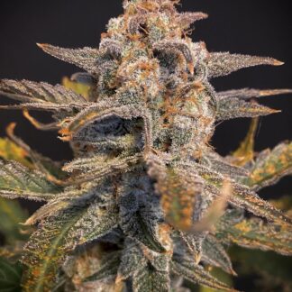 Mephisto Genetics -
Sweet 'N' Sour