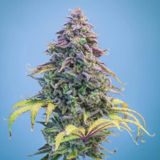 Mephisto Genetics -Aunt Ginny's Elixir CBD