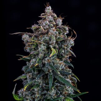 Mephisto Genetics -
Ravenberry