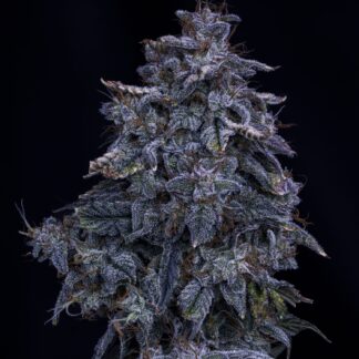 Mephisto Genetics -
Pinot Noir