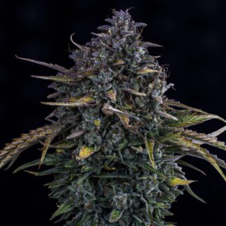 Mephisto Genetics -
Gold Glue