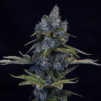 Mephisto Genetics - Forgotten Cookies