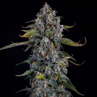 Mephisto Genetics - Forum Stomper