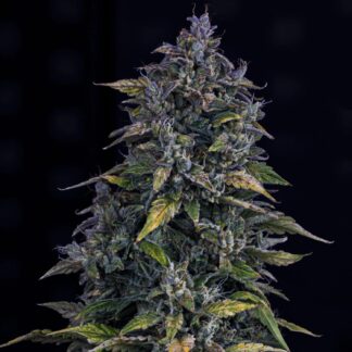 Mephisto Genetics - S.O.D.K