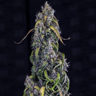 Mephisto Genetics - Fantasmo Express